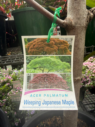 Maple's
