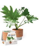 Grow Pot House Plants