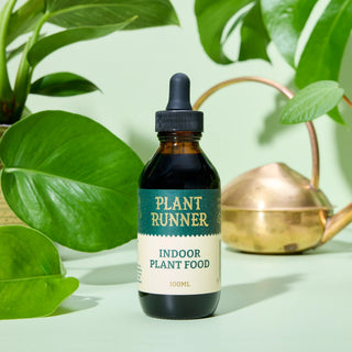Plant Runner Gift Pack