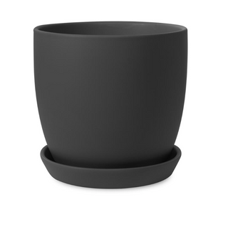 Tulip Pots