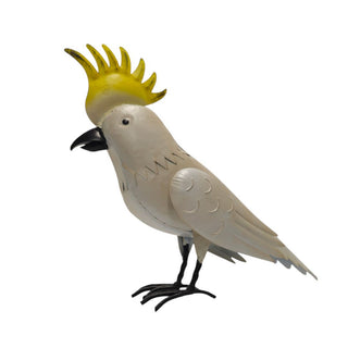 Cockatoo