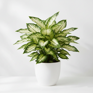 Aglaonema
