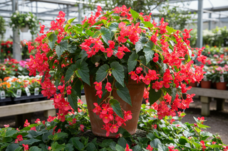 Begonia Dragon Wings