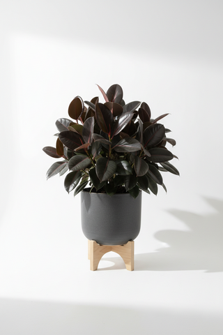 Ficus Elastica Burgundy