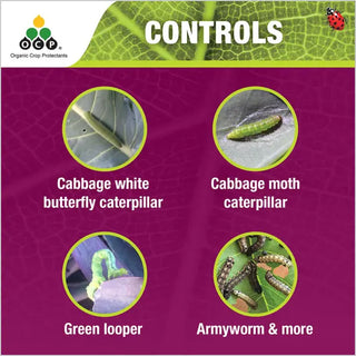 Eco - Caterpillar ( Dipel )