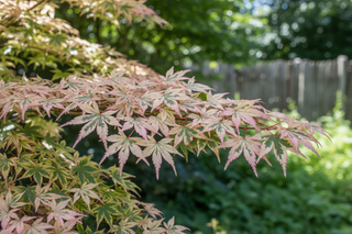 Maple's